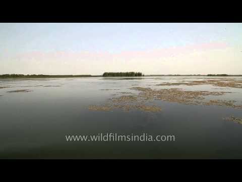 Nal sarovar - largest wetland bird sanctuary in Gujarat