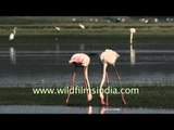 Pair of Greater Flamingos foraging in slow motion