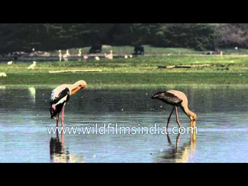 Painted storks wading and searching for food in Thol lake