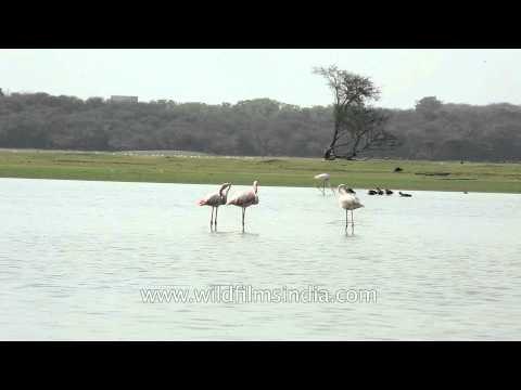 Buffaloes sharing Thol lake with Flamingos in Gujarat