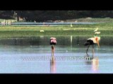 Painted storks forage in the wetland - Gujarat