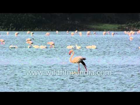 Large number of Greater Flamingos in Thol lake, Gujarat