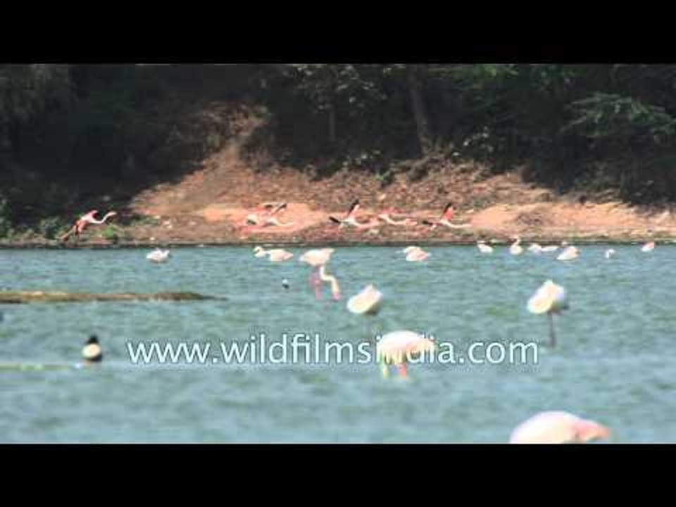 Greater Flamingos flying low over Thol lake