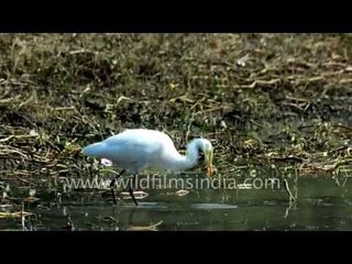 Cattle Egret, Purple Moorhen, Yellow Wagtail, Ibis and Red-vented Bulbul