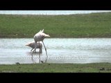 Pair of Greater Flamingos foraging in lake water