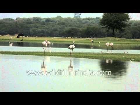Two Greater Flamingos fighting