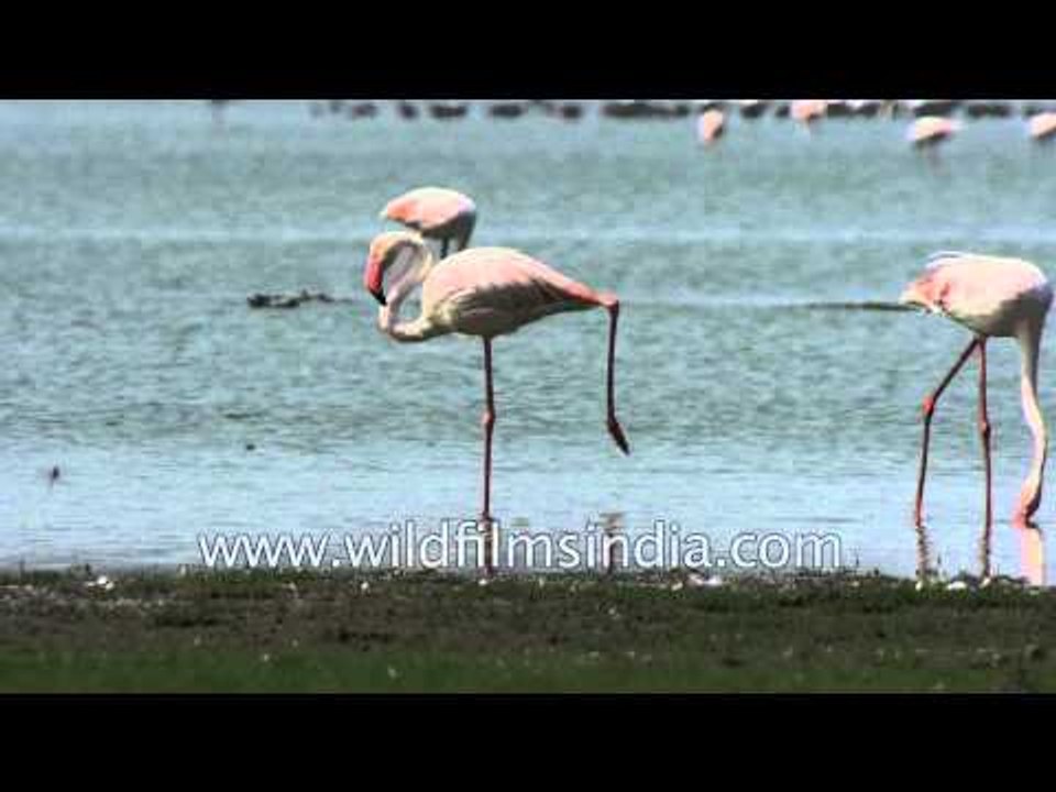 Greater Flamingo : unique style of pooping!