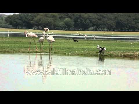 Greater Flamingos with Nukta or Comb Ducks waddling alongside in Gujarat