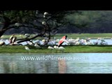 Flight of a Greater Flamingo in slow motion over Thol lake