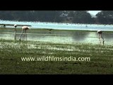 Group of Greater Flamingos in Thol lake foraging