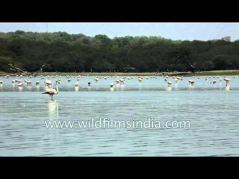 Group of Greater Flamingos wade in shallow water of Thol lake