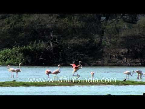 Flight of a Greater Flamingo captured in slow motion