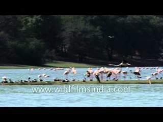 Greater Flamingo lands on Thol lake