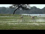 Greater Flamingos searching for food in wetland of Gujarat