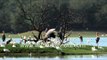 Different variety of birds in Thol Wildlife Sanctuary of Gujarat