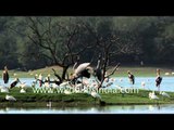 Different variety of birds in Thol Wildlife Sanctuary of Gujarat