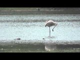 A Greater Flamingo standing on one leg in lake water