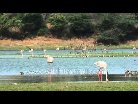 Flock of Greater flamingos and Black-winged Stilts - Gujarat