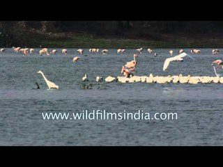 Greater Flamingos, Eurasian spoonbill, Egret