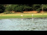 Greater Flamingos walk on the bank of Thol Lake, Gujarat