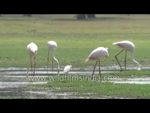 Greater Flamingos - Thol Bird Sanctuary, Gujarat