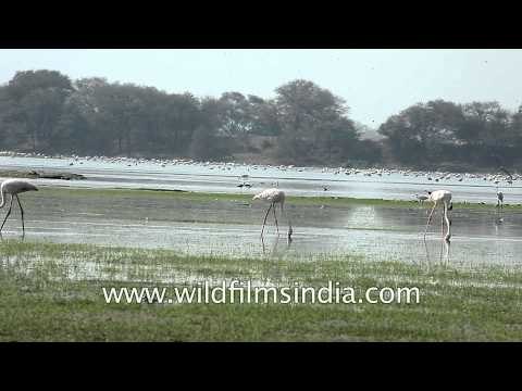 Greater Flamingos at Thol wetland, Gujarat