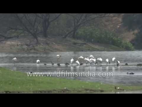 Greater Flamingos : Thol Bird Sanctuary, Gujarat