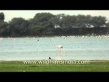 Greater Flamingos parading at the Thol Lake, Gujarat