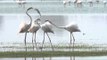 Greater Flamingos aggressive behaviour captured on camera