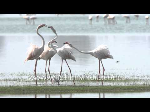 Greater Flamingos aggressive behaviour captured on camera