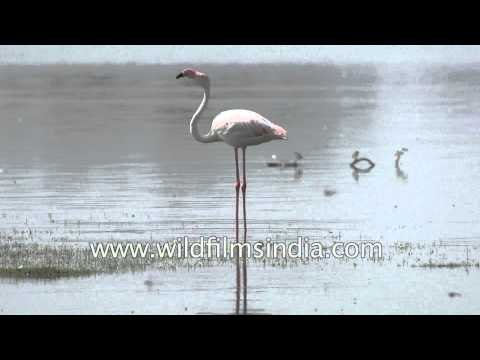 Greater Flamingos at Wildlife Sanctuary Thol - Gujarat