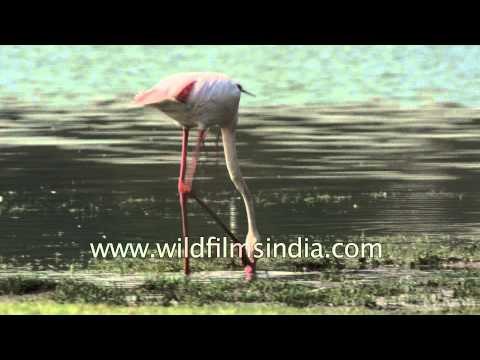 Greater Flamingos : Thol Wildlife Sanctuary, Gujarat