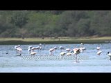 Greater Flamingo (Phoenicopterus roseus) Gujarat, India