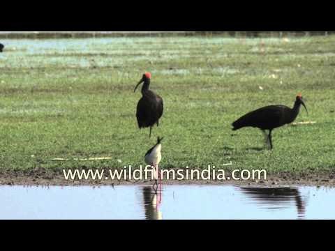 Red-naped Ibis, Greater Flamingos : Thol Wildlife Sanctuary