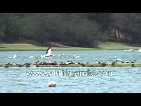Greater flamingo takes flight : Thol Bird Sanctuary, Gujarat