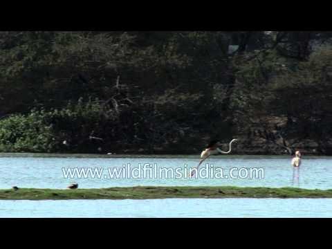 Flock of Greater Flamingos at Thol, Gujarat