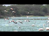 Colony of Greater Flamingos at Thol Lake - Gujarat