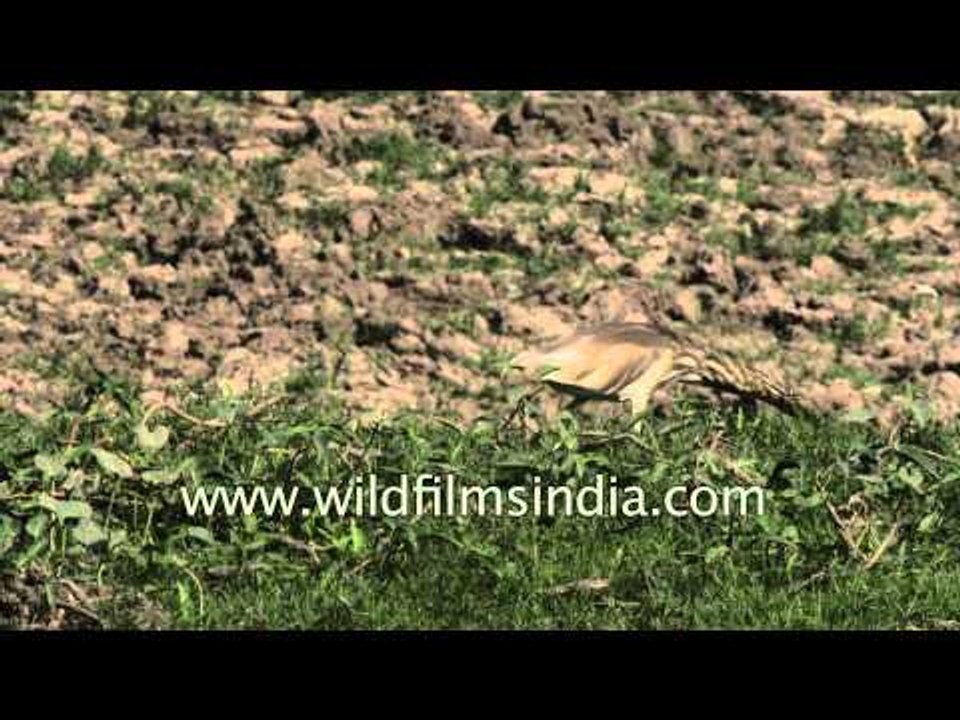 Indian Pond Heron at Thol Wildlife Sanctuary, Gujarat
