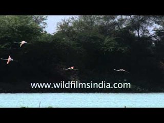Flight of  Greater Flamingos : Thol Lake