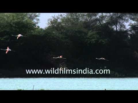 Flight of Greater Flamingos : Thol Lake