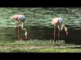 Greater Flamingos seen at Thol Lake