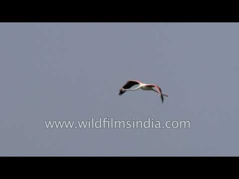 Greater Flamingo in flight : Thol, Gujarat
