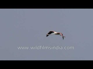 Greater Flamingo in flight : Thol, Gujarat