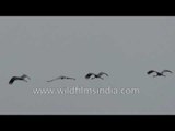Group of Sarus cranes in flight - Thol Bird Sanctuary, Gujarat