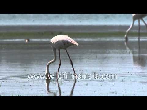 Greater Flamingos at Thol Bird Sanctuary, Gujarat