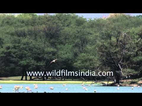 Greater Flamingos at Thol Wildlife Sanctuary in Gujarat
