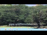Greater Flamingos at Thol Wildlife Sanctuary in Gujarat