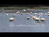 Greater Flamingos aplenty in the wetlands of Gujarat