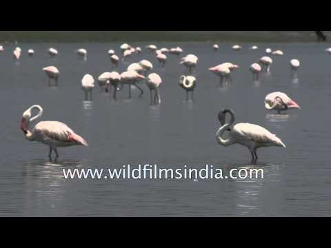 Group of Greater Flamingos : Bird Sanctuary Thol