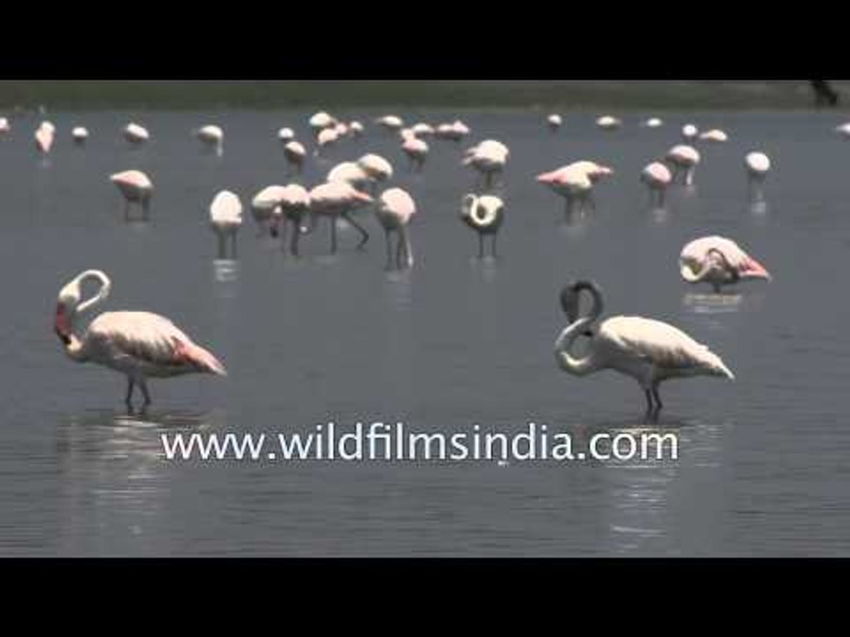 Group of Greater Flamingos : Bird Sanctuary Thol